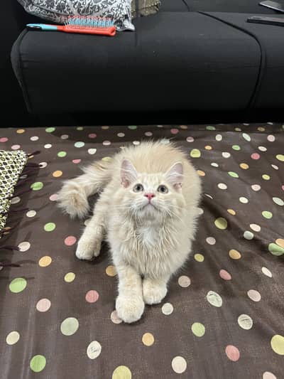 persion cat for sale 0327-1433193