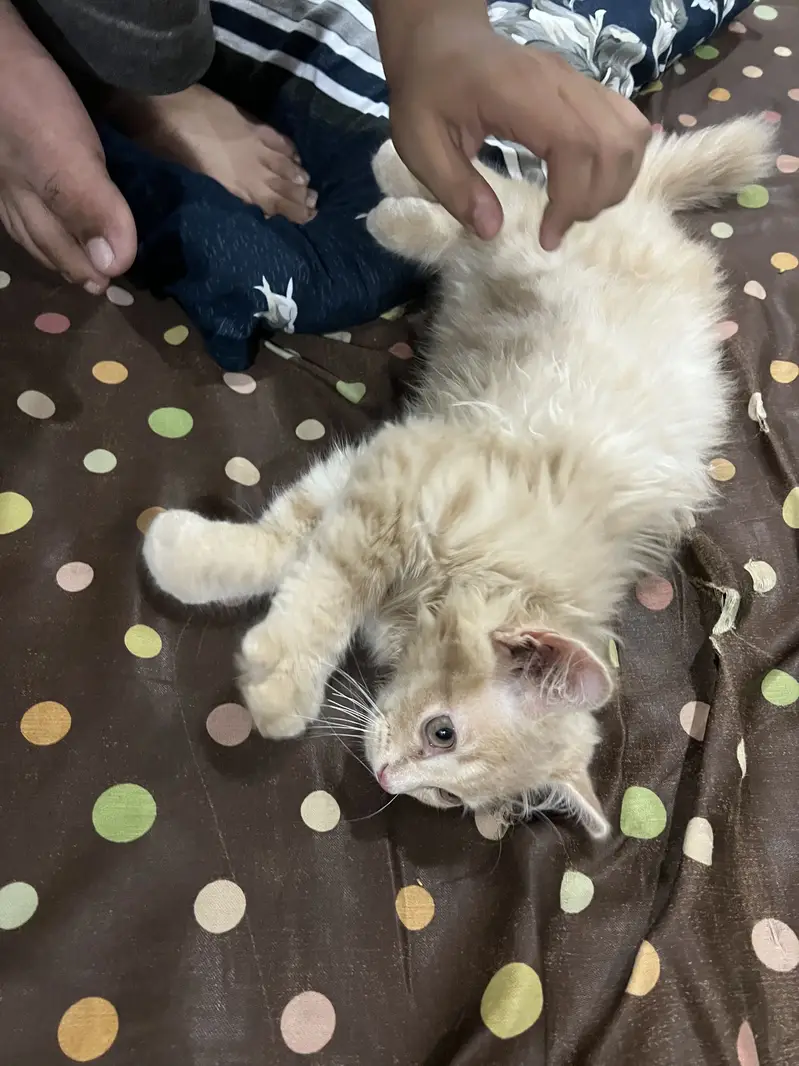 persion cat for sale 0327-1433193 — photo 2