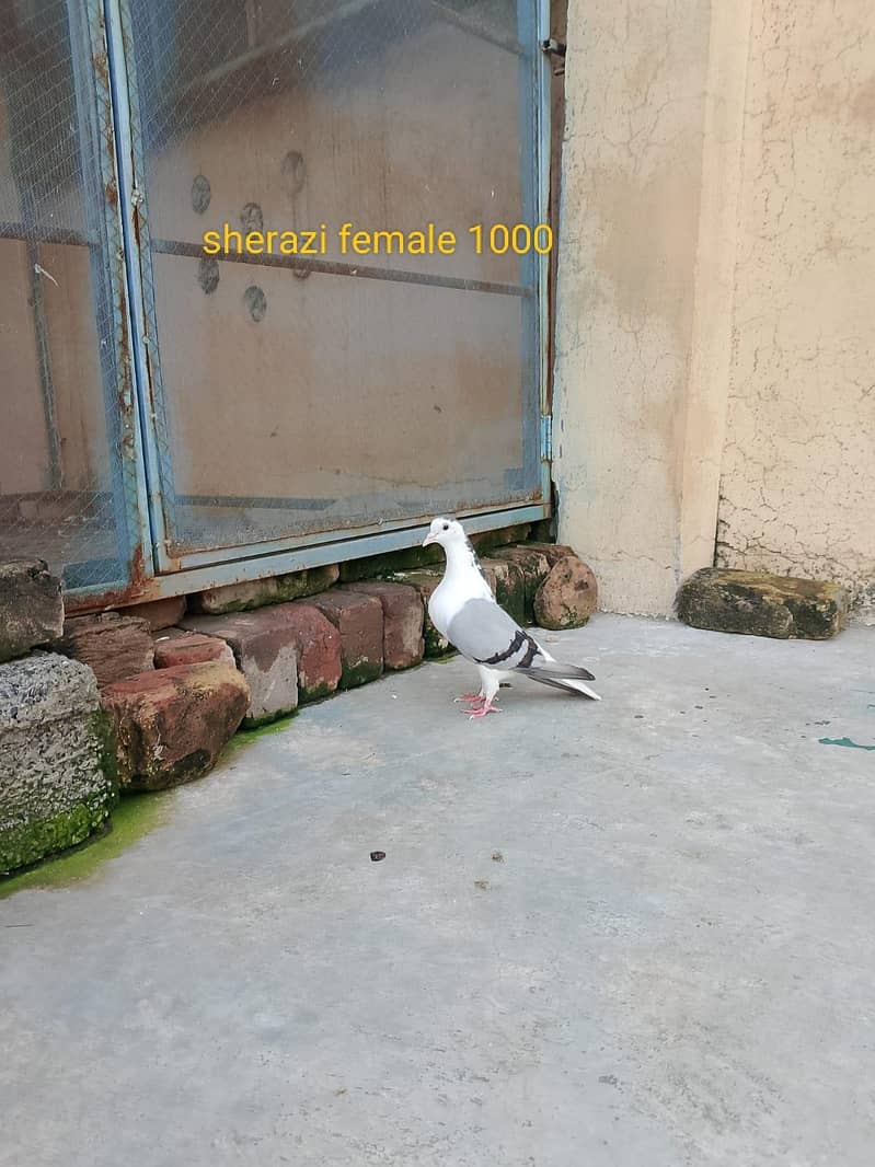 different fancy pigeons 4