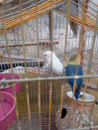 turquoise opline male and albino female