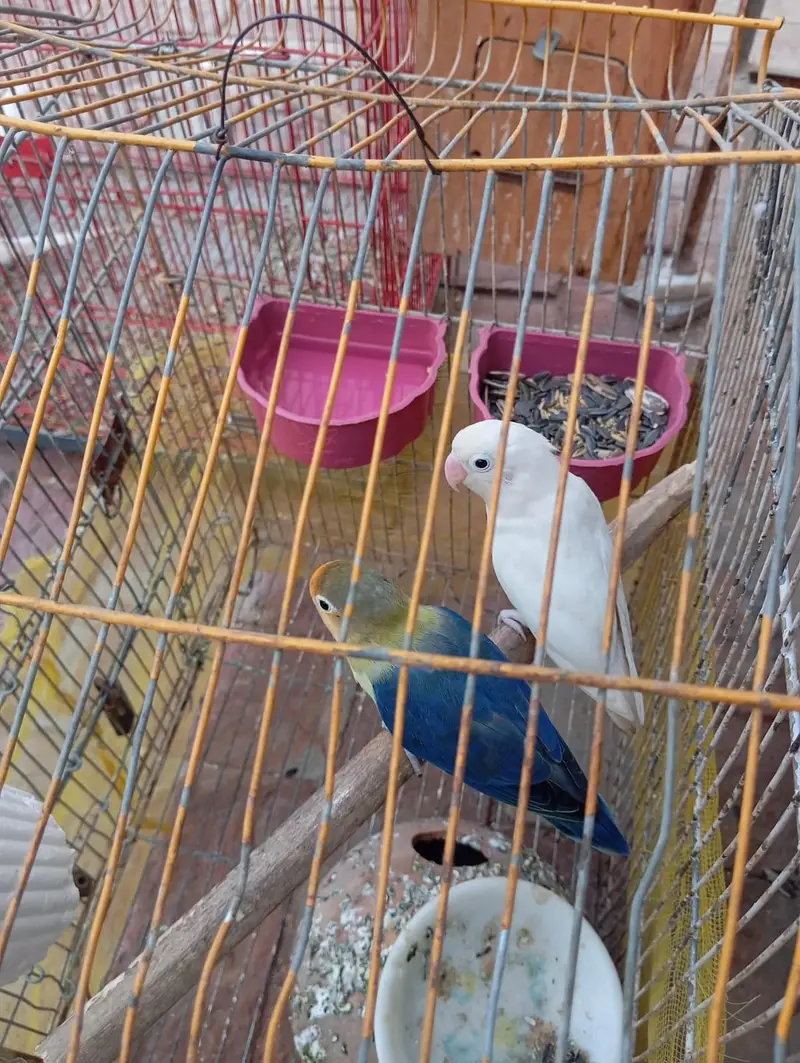 turquoise opline male and albino female — photo 2