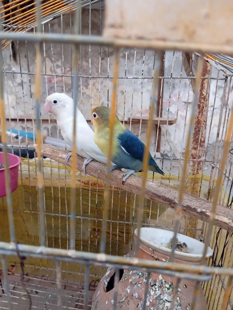 turquoise opline male and albino female — photo 3