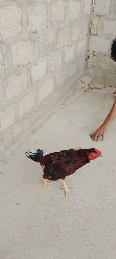Heera, Minanwali and boski Murga for sale