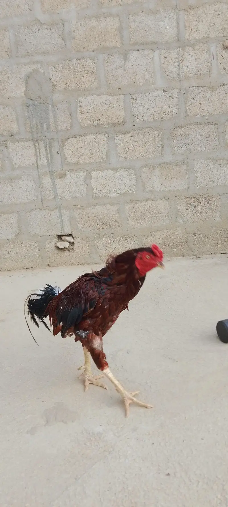 Heera, Minanwali and boski Murga for sale — photo 2