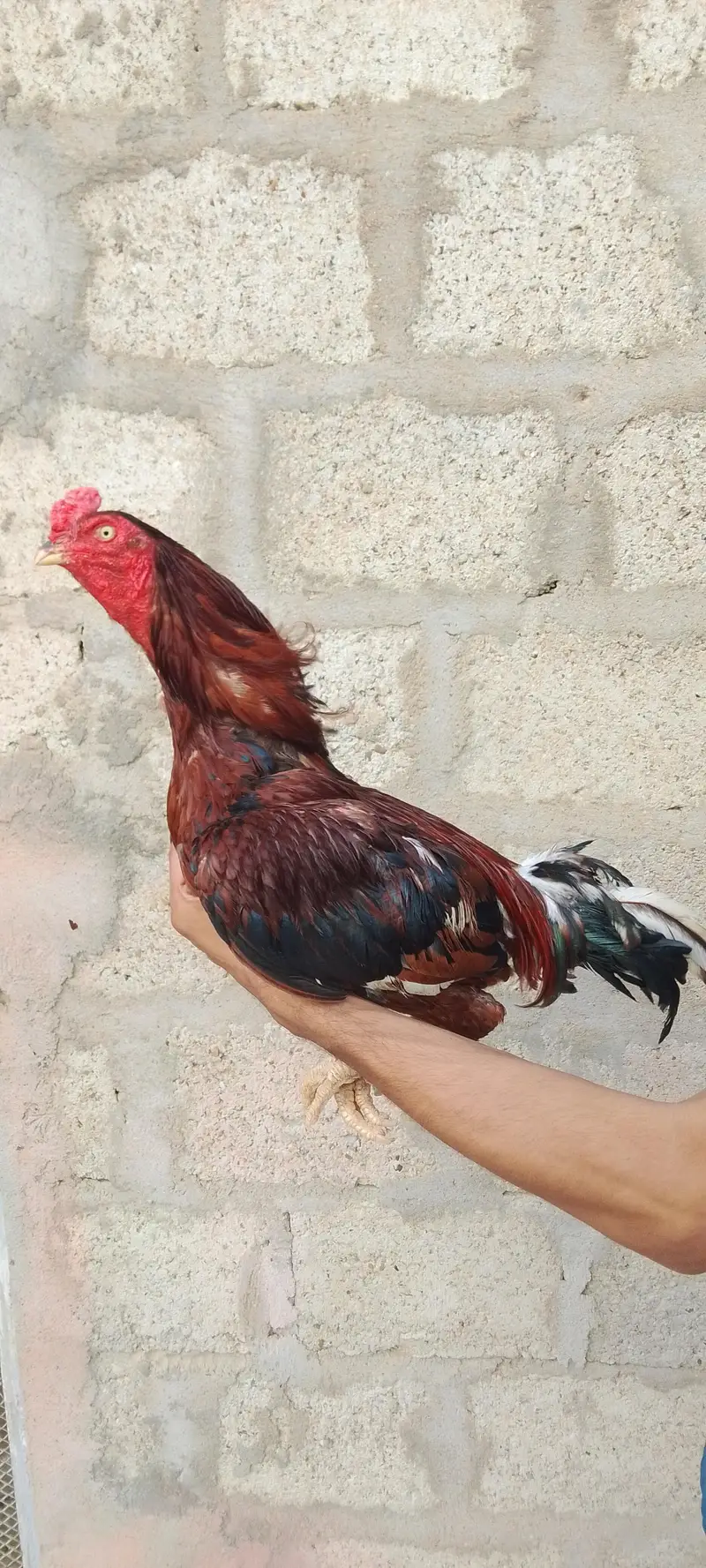 Heera, Minanwali and boski Murga for sale — photo 3