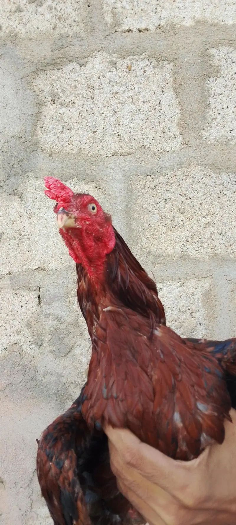 Heera, Minanwali and boski Murga for sale — photo 4
