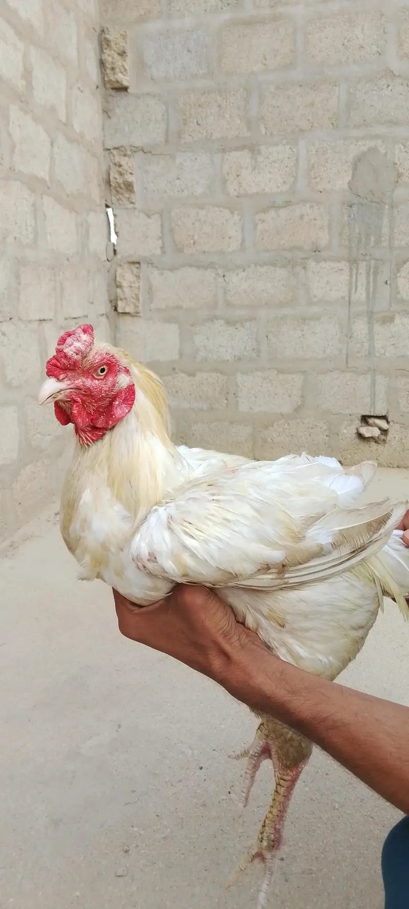 Heera, Minanwali and boski Murga for sale — photo 6