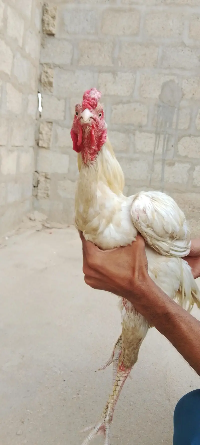 Heera, Minanwali and boski Murga for sale — photo 7