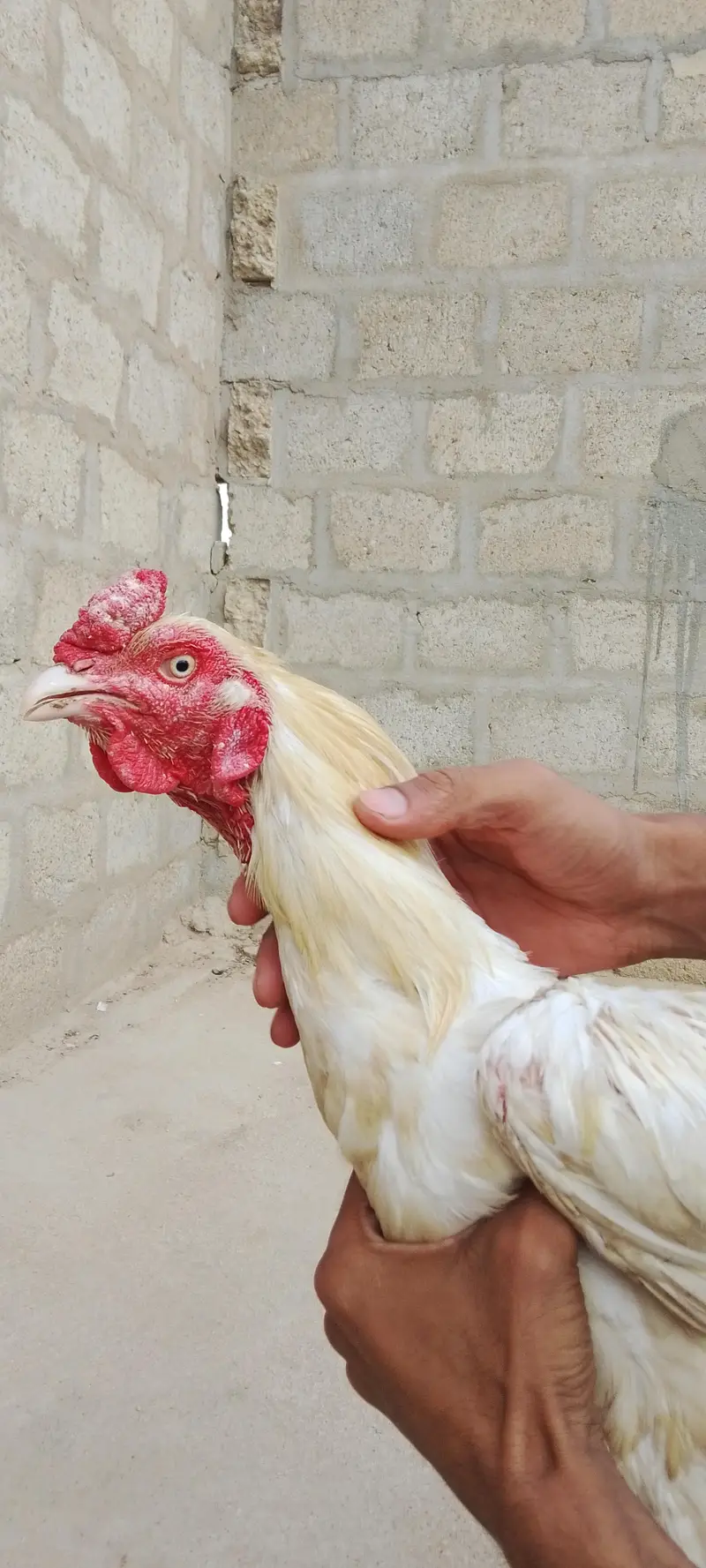 Heera, Minanwali and boski Murga for sale — photo 8