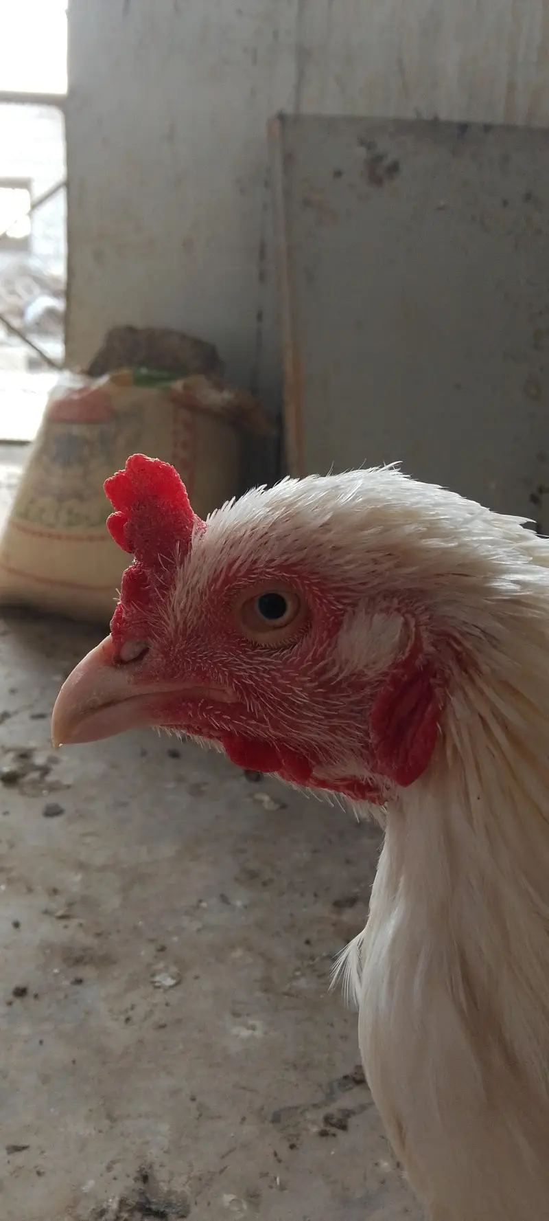 Heera, Minanwali and boski Murga for sale — photo 9