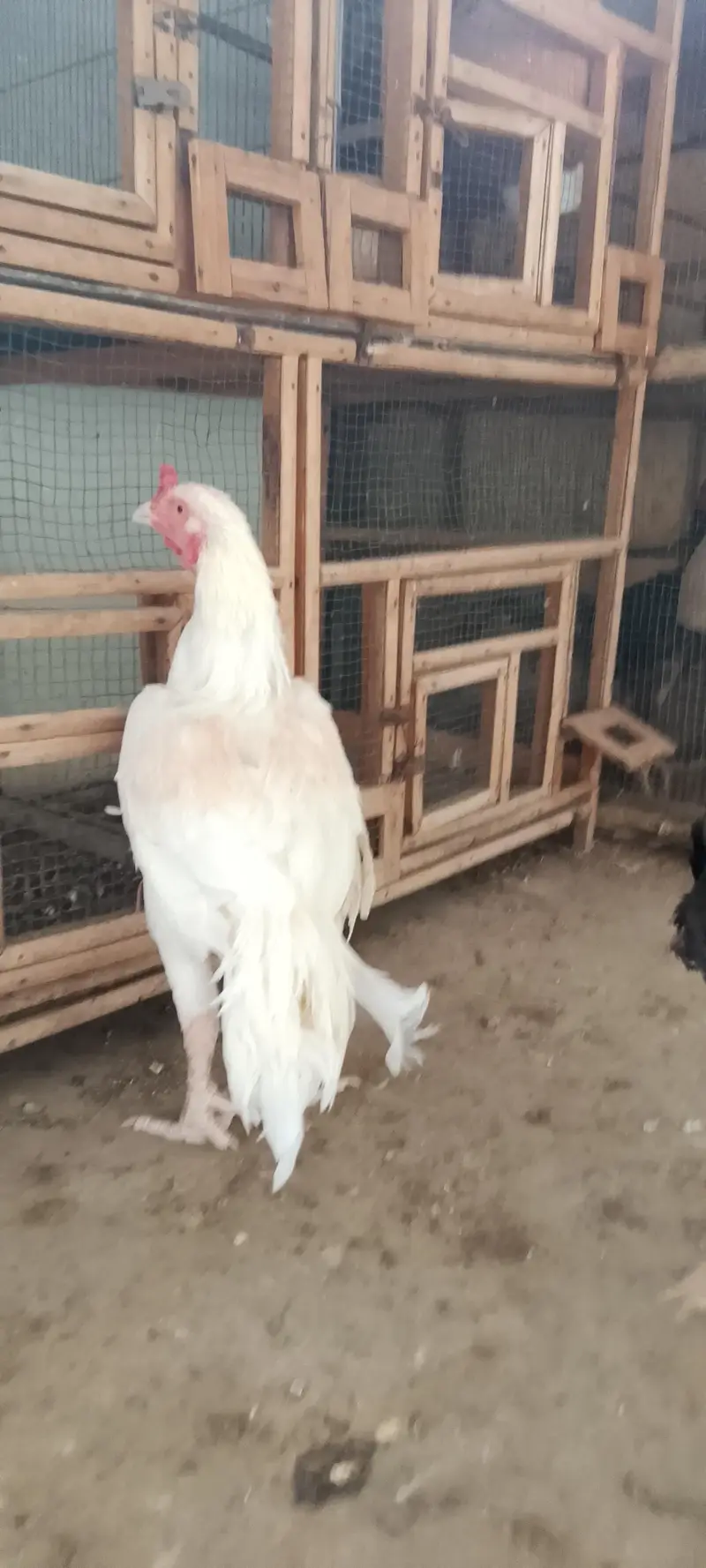 Heera, Minanwali and boski Murga for sale — photo 10