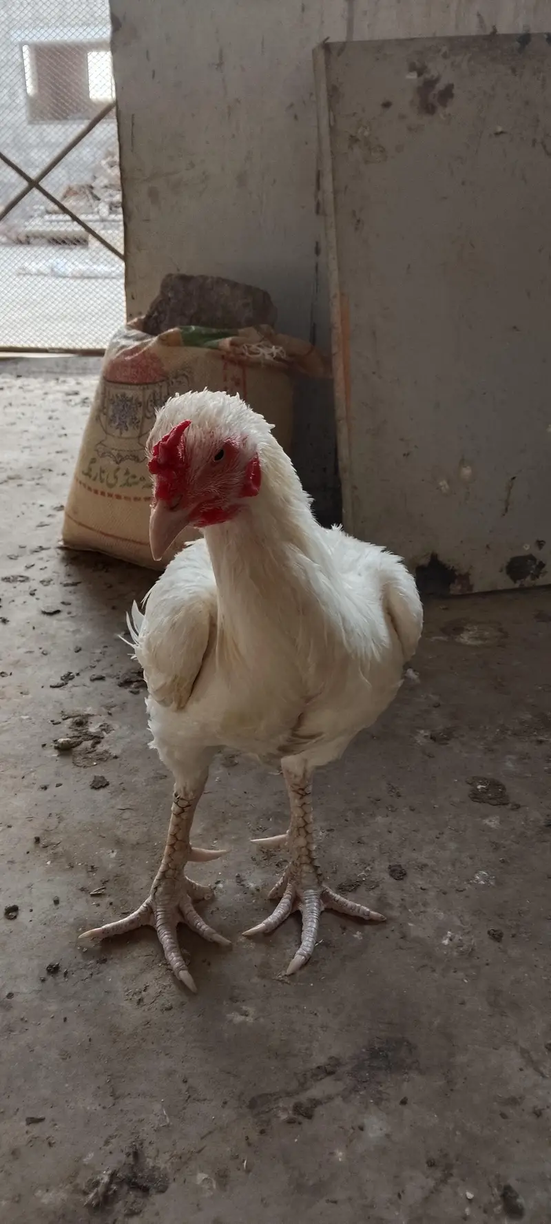 Heera, Minanwali and boski Murga for sale — photo 11