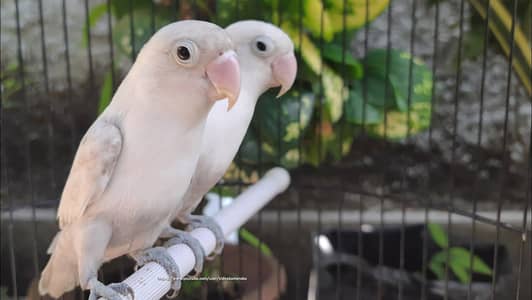 parrot