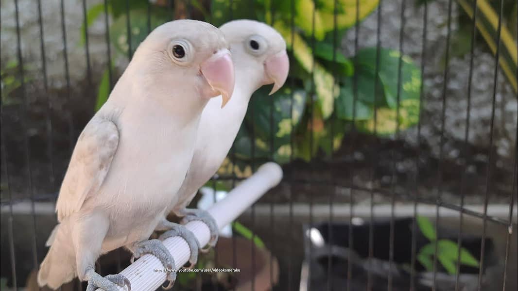 parrot 0