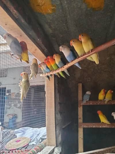 Love birds