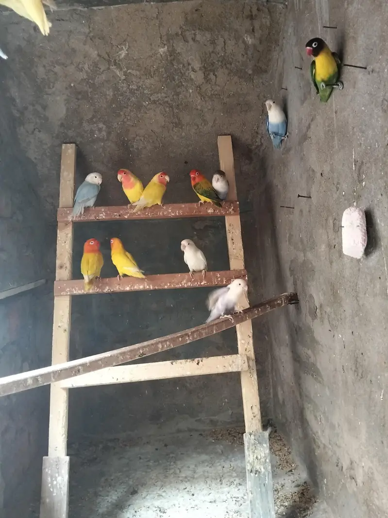 Love birds — photo 2