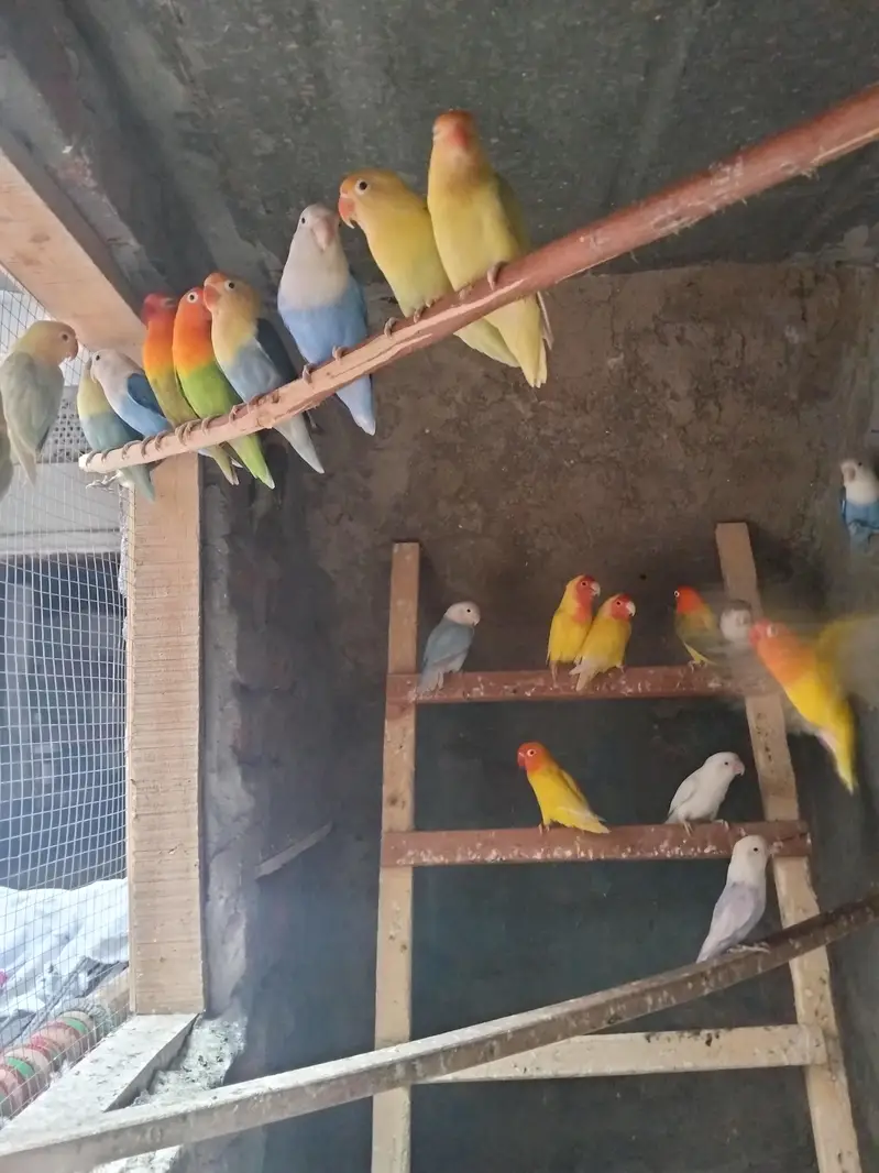Love birds — photo 3