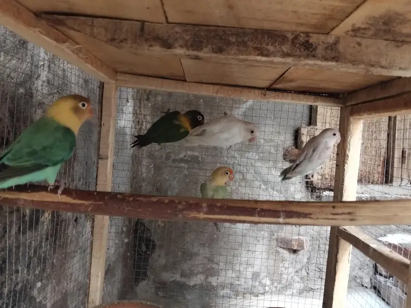 Love birds — photo 4
