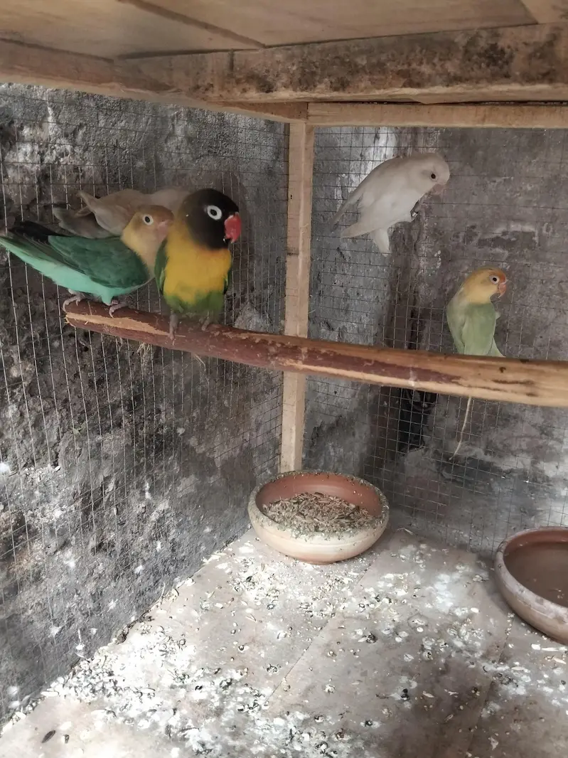 Love birds — photo 5