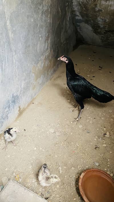 Aseel murgi full black with 2 chicks