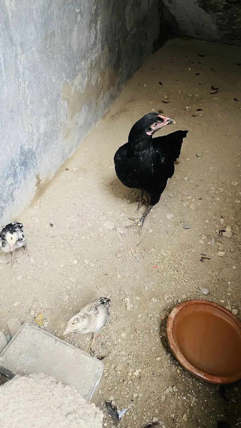 Aseel murgi full black with 2 chicks — photo 2