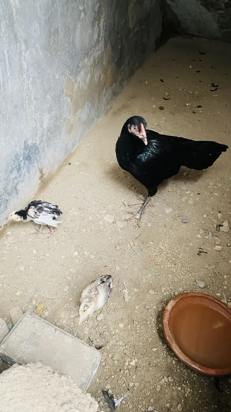 Aseel murgi full black with 2 chicks — photo 3