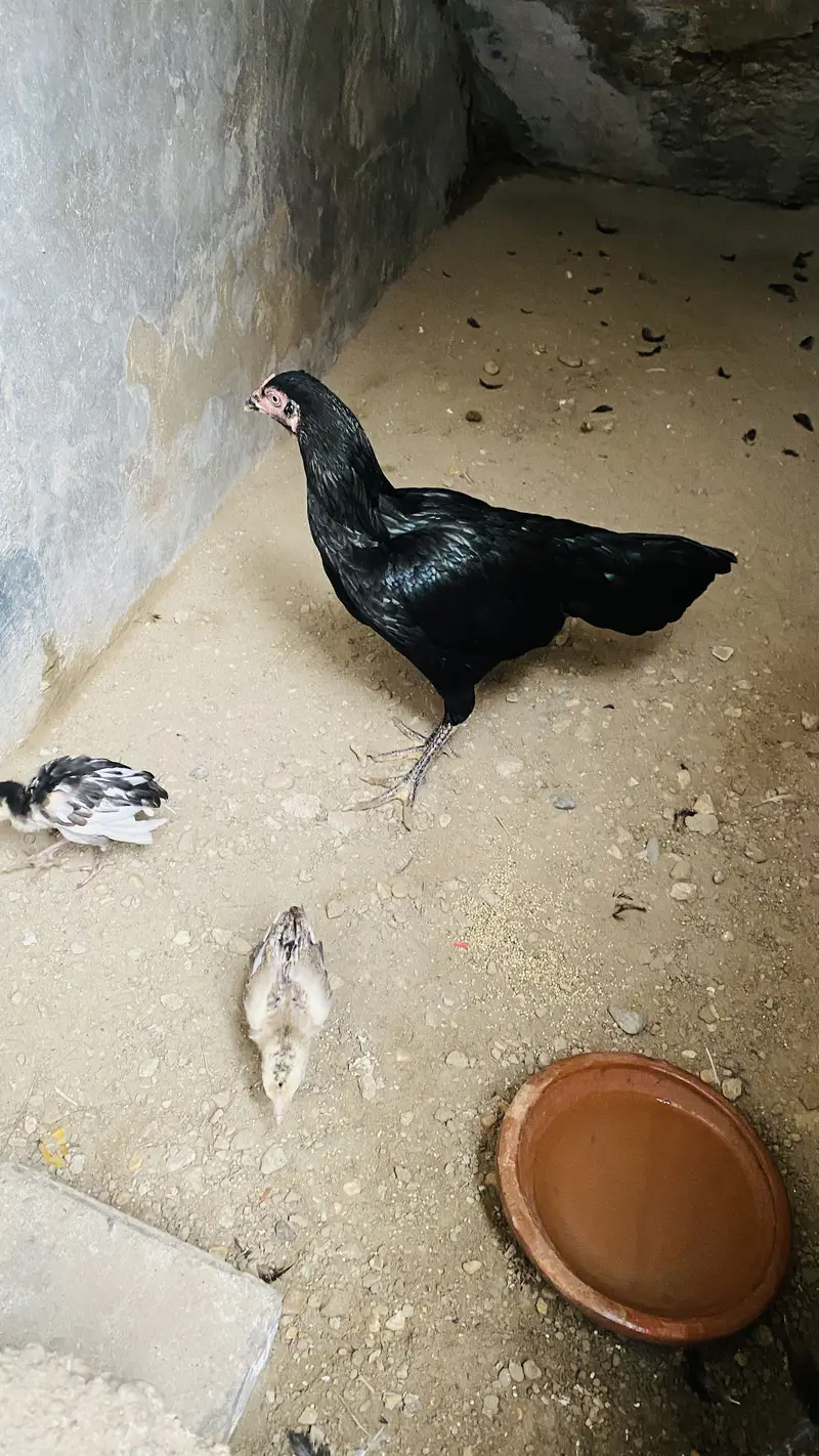 Aseel murgi full black with 2 chicks — photo 4