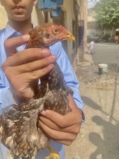 Pure Aseel chicks