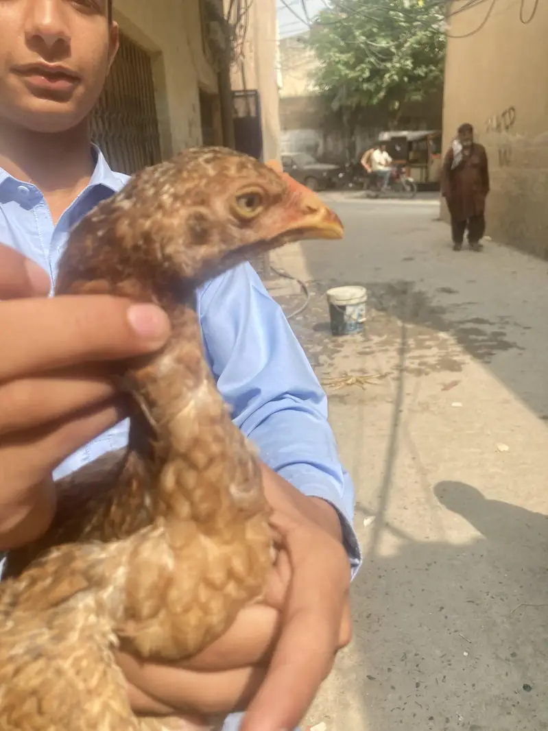 Pure Aseel chicks — photo 2