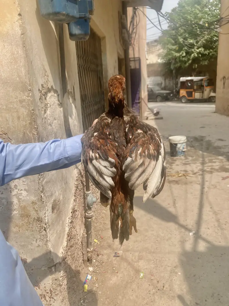 Pure Aseel chicks — photo 3