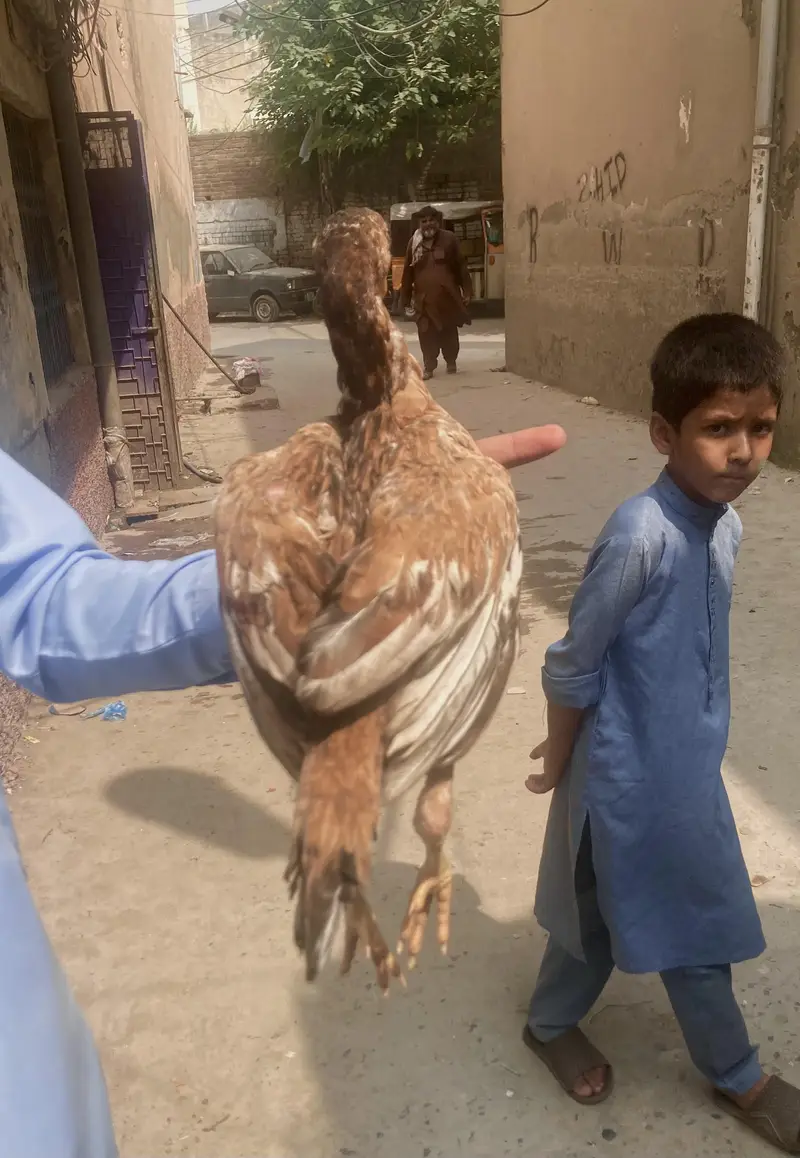 Pure Aseel chicks — photo 4