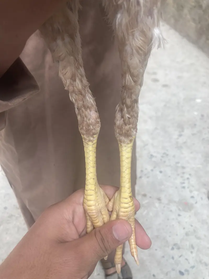 Pure Aseel chicks — photo 5