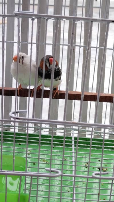 zebra finch