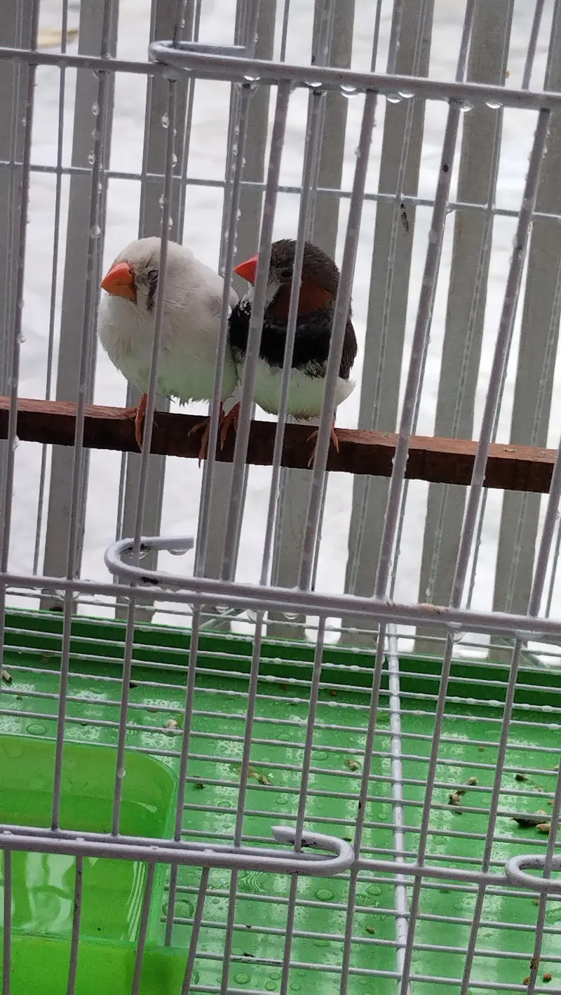zebra finch — photo 2