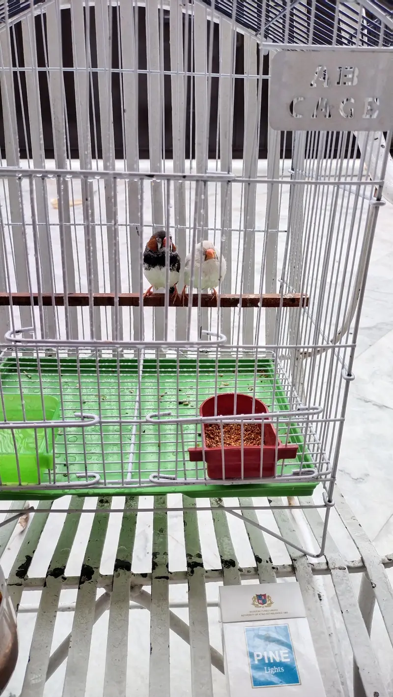 zebra finch — photo 3