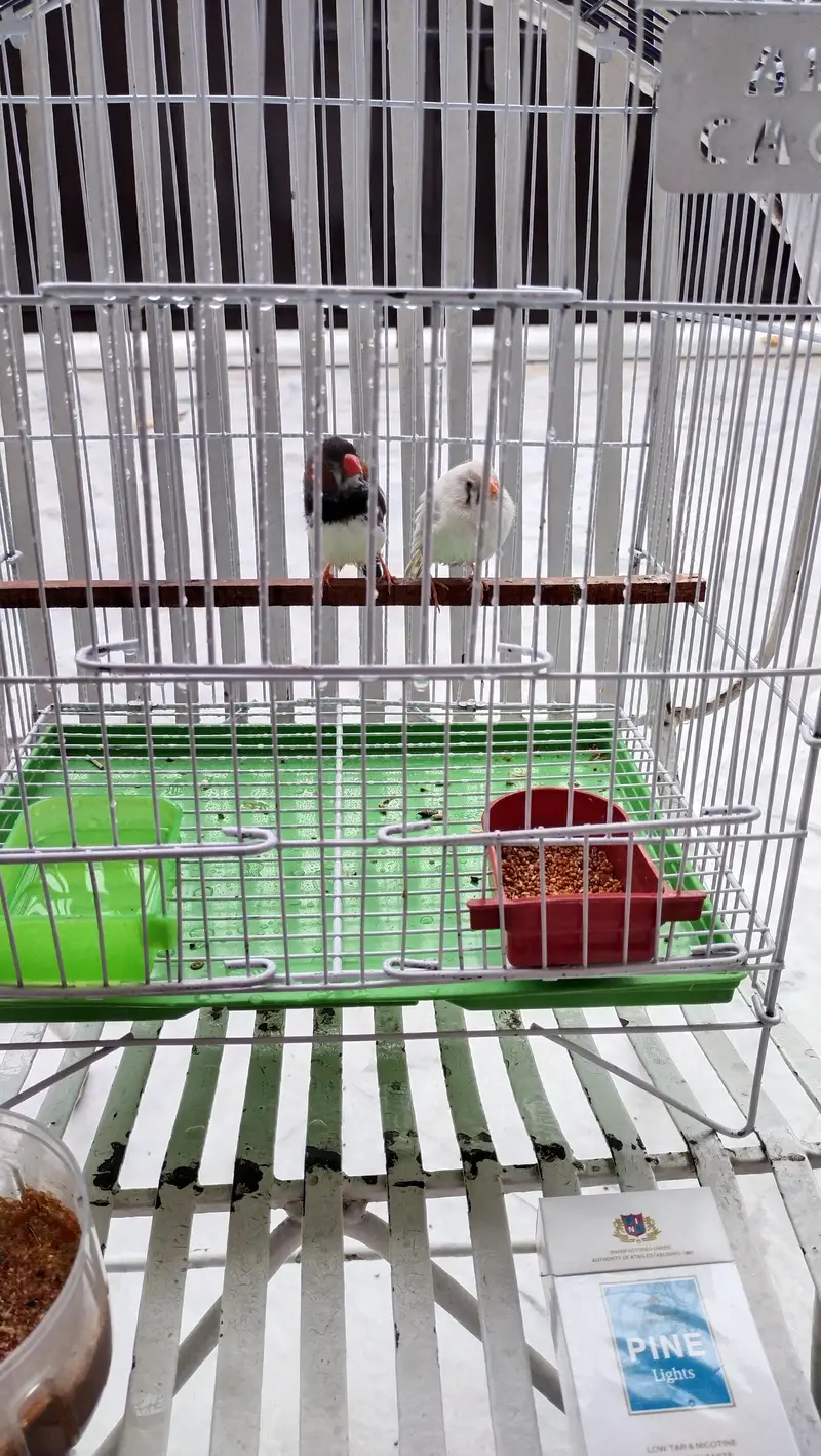 zebra finch — photo 4