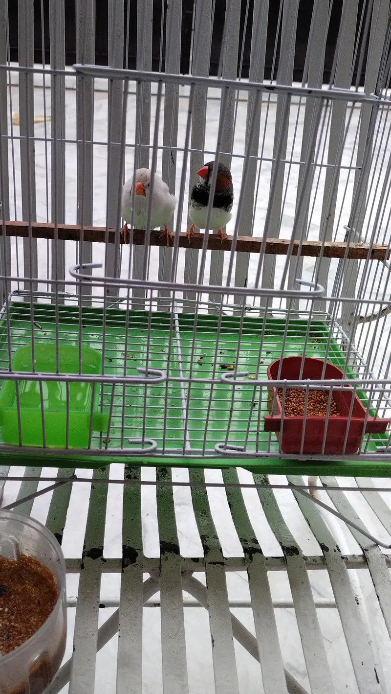 zebra finch — photo 5