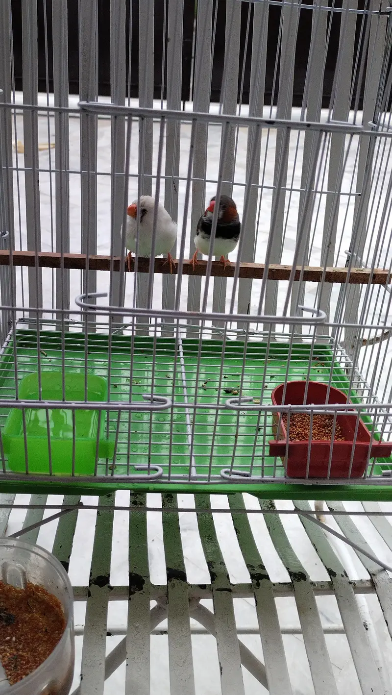 zebra finch — photo 6