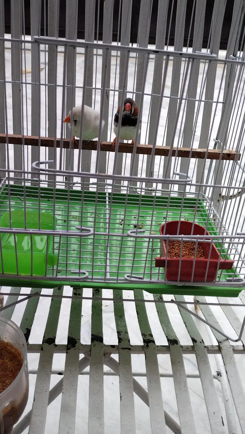 zebra finch — photo 7