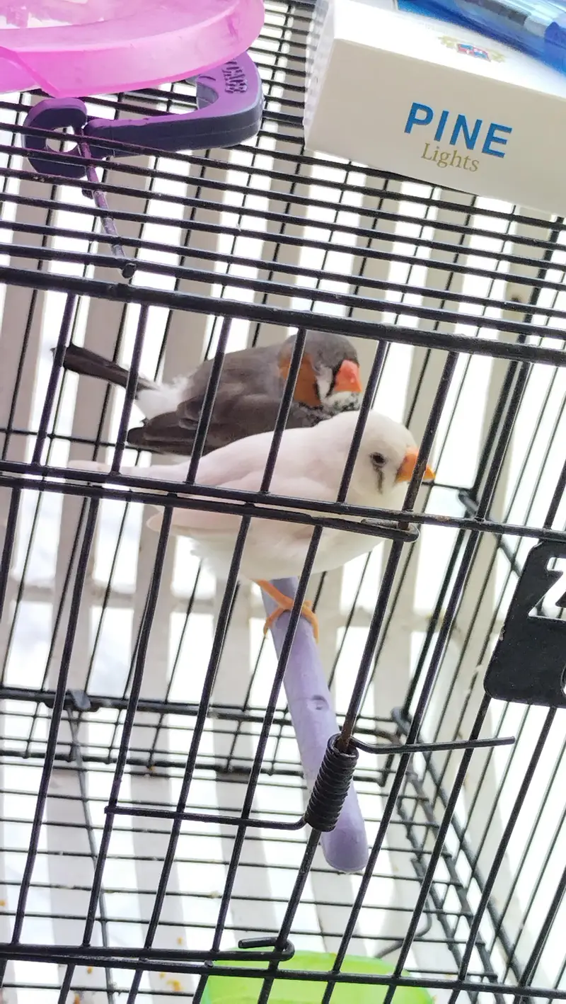 zebra finch — photo 8