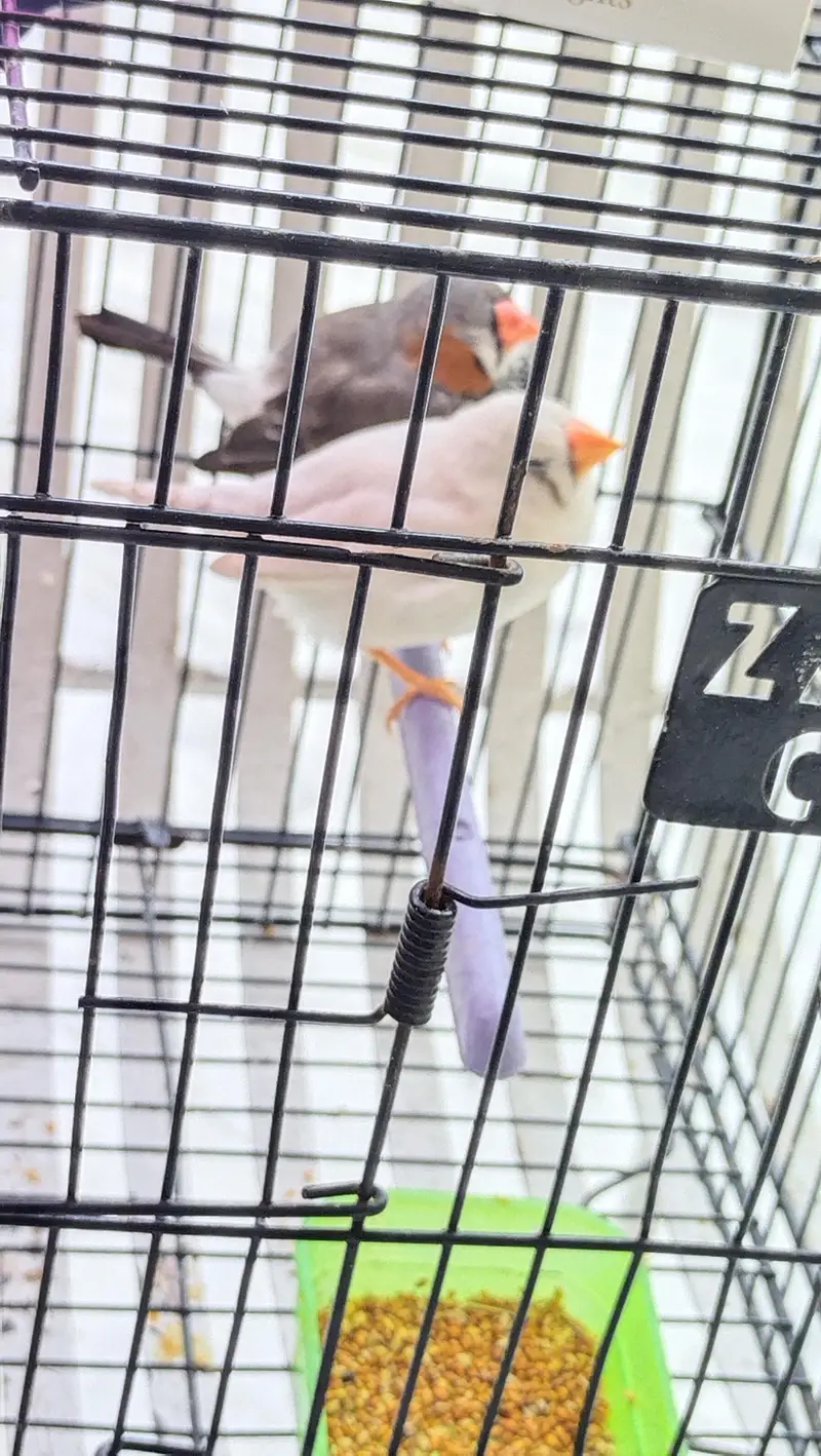 zebra finch — photo 9