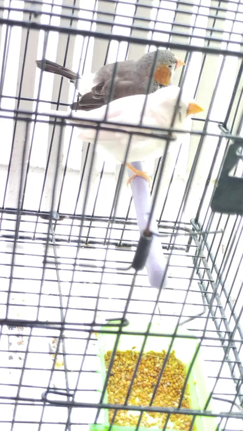 zebra finch — photo 10