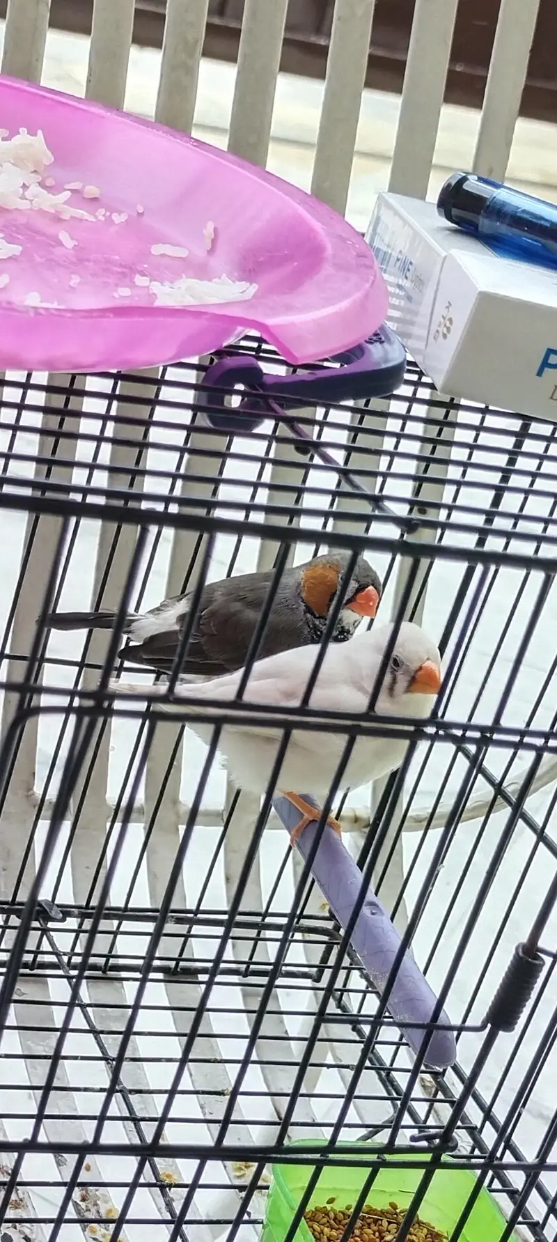 zebra finch — photo 11
