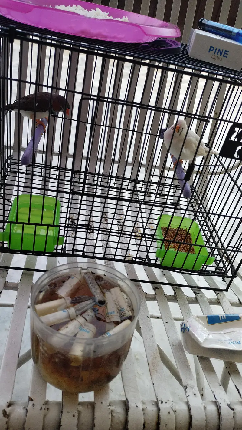 zebra finch — photo 12