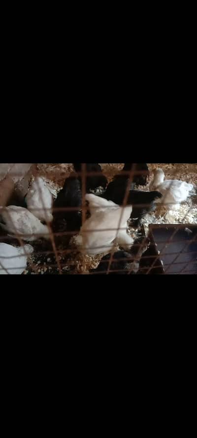 bantam chiks