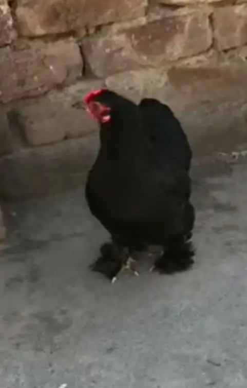 bantam chiks — photo 2