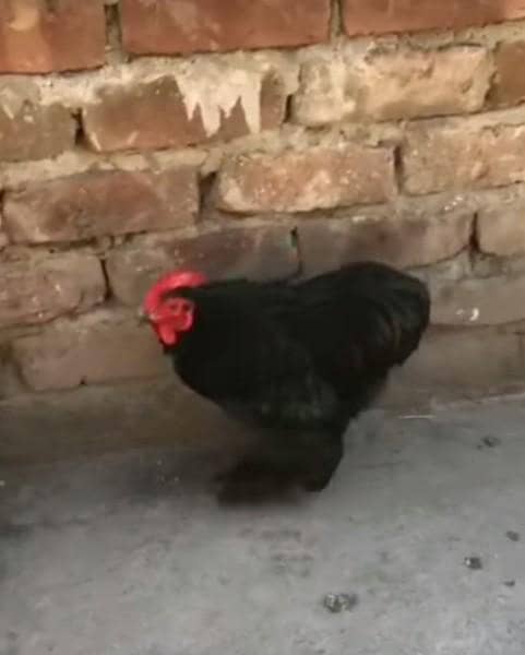 bantam chiks 2