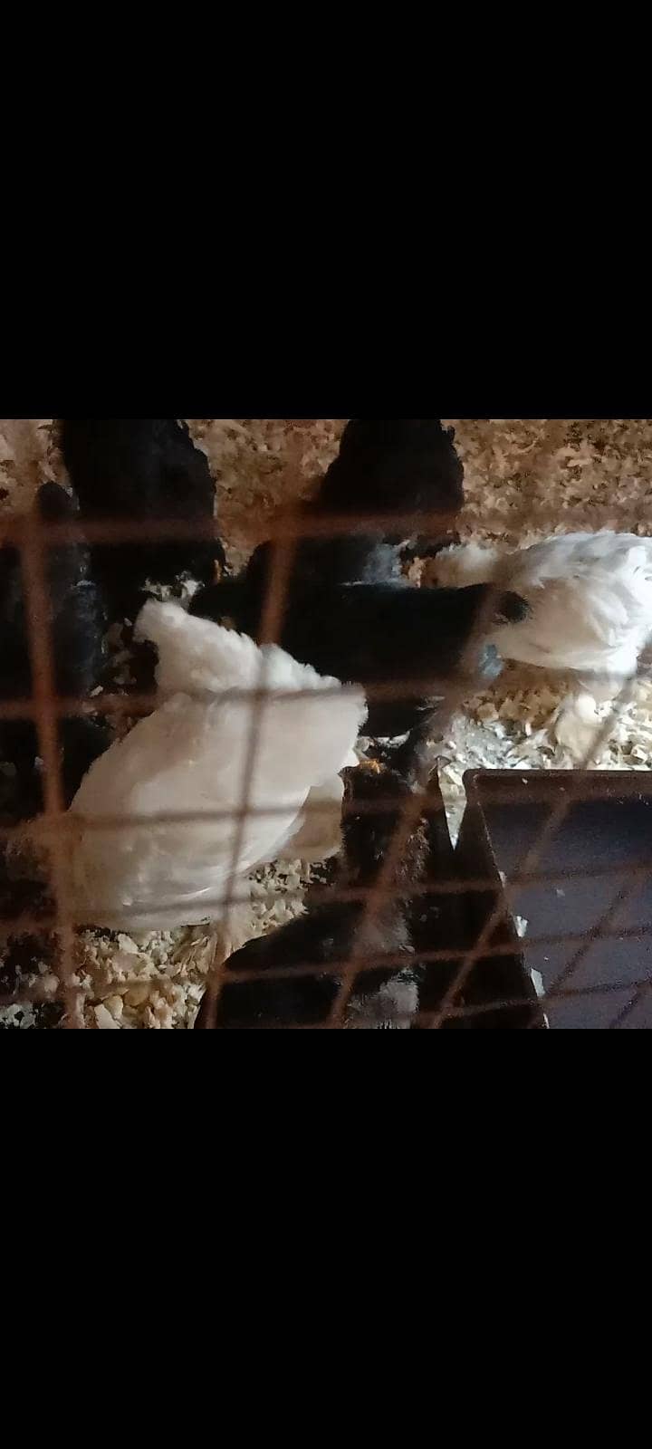 bantam chiks 3