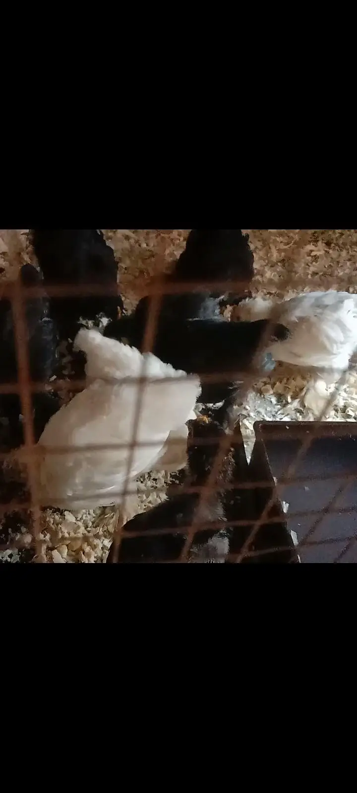 bantam chiks — photo 4