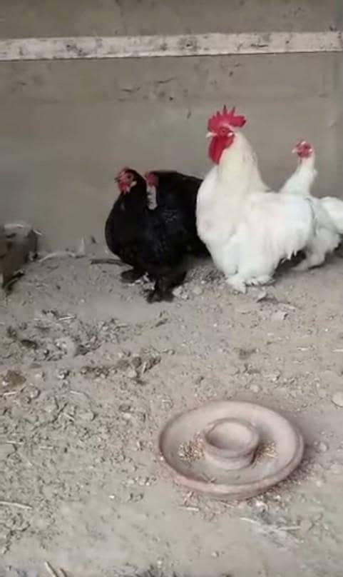 bantam chiks 4